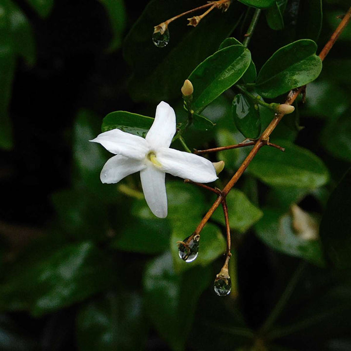 Jasminoides Officinale - Set van 3 - Wit - Jasmijn