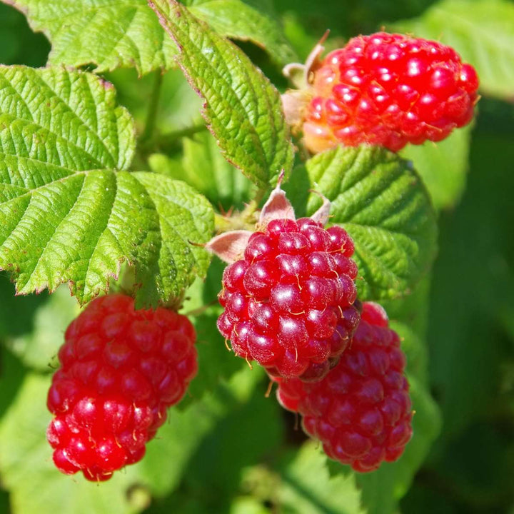 Rubus 'Tayberry' - Set van 3 - Tuinplant - Braamboos