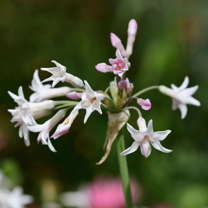 Tulbaghia 'Knobikraut' - Wilde knoflook - Set van 3