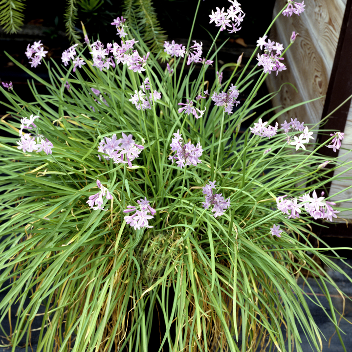 Tulbaghia 'Knobikraut' - Wilde knoflook - Set van 6