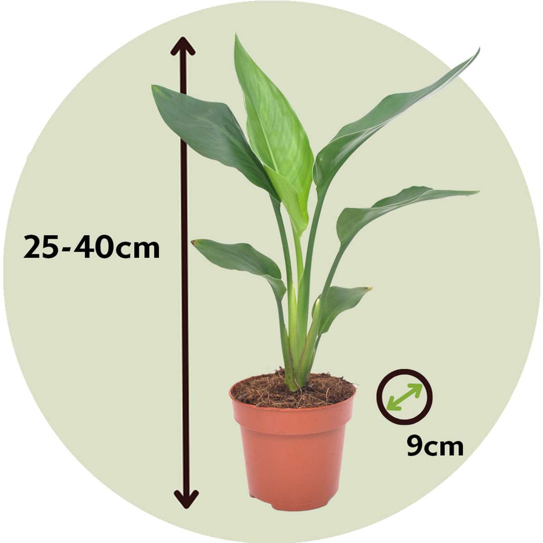 Strelitzia Reginea - Paradijsvogelbloem