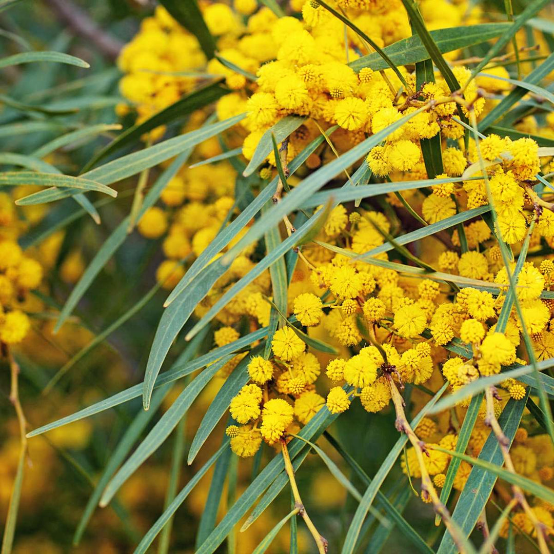 Acacia dealbata Mimosa - Set van 3 - Struik