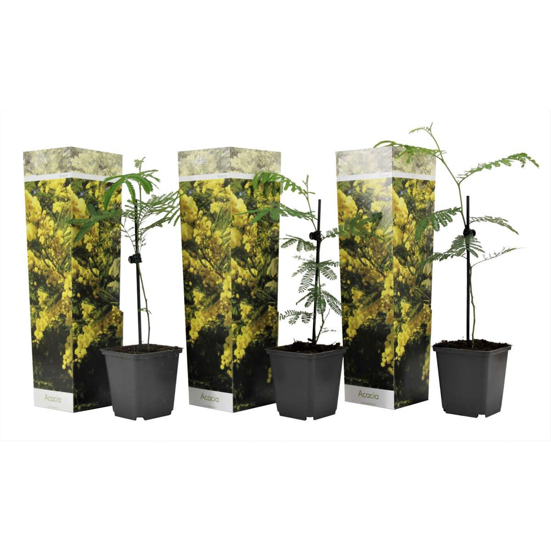 Acacia dealbata Mimosa - Set van 6 - Struik