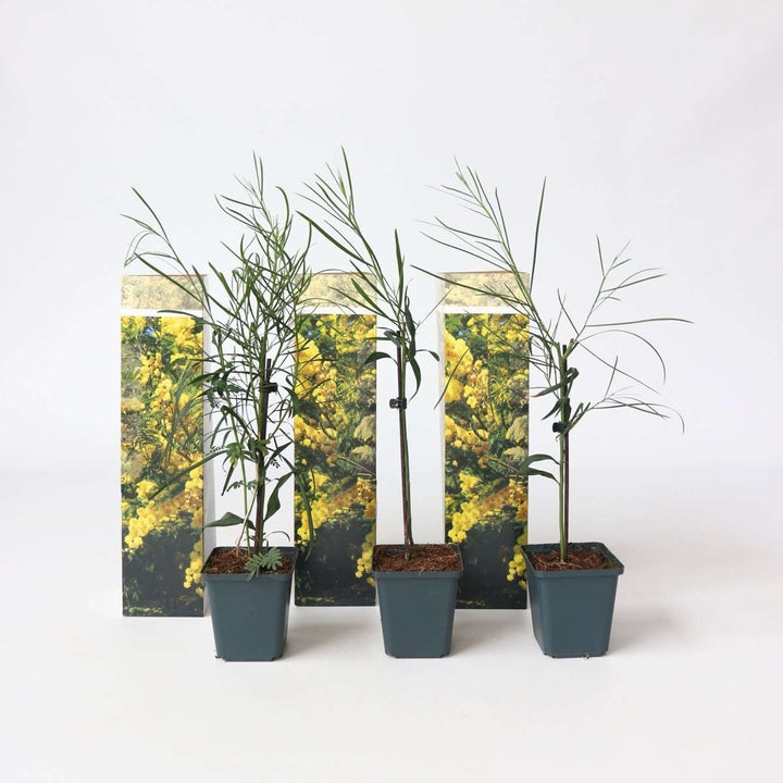 Acacia dealbata Mimosa - Set van 3 - Struik