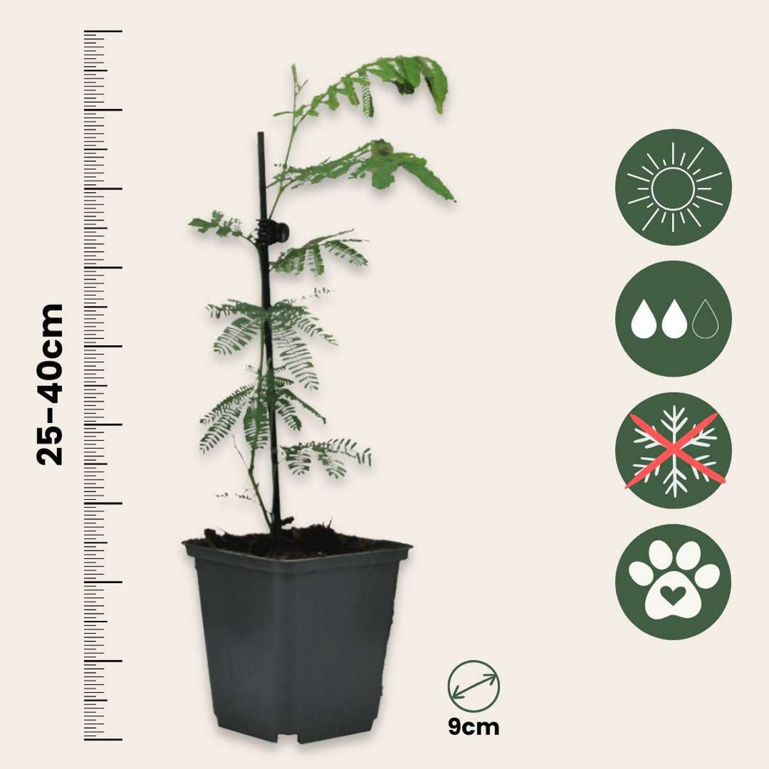 Acacia dealbata Mimosa - sada 6 ks