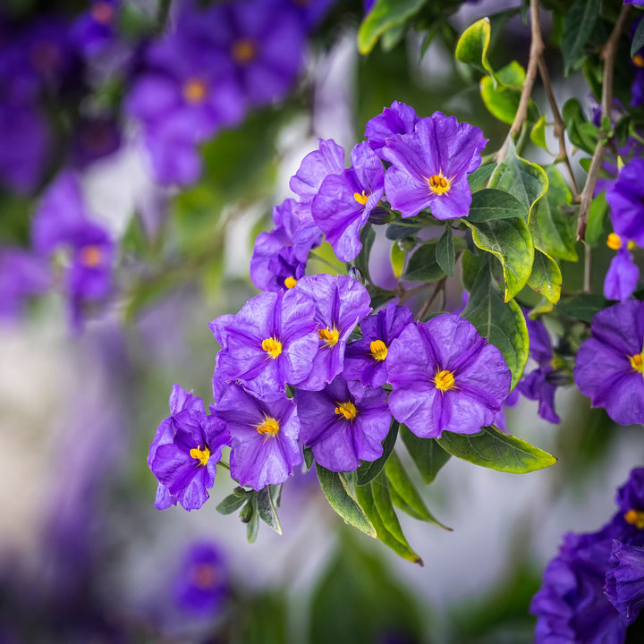 Solanum Rantonnetii 'Nachtschade' - 3 stuks