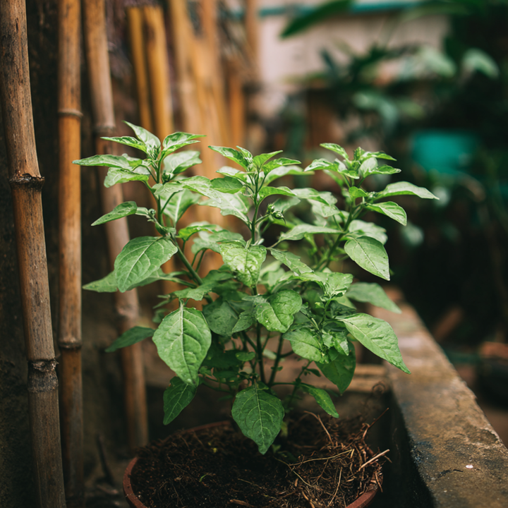 Solanum Rantonnetii 'Nightshade' - 3 pieces - FloraStore