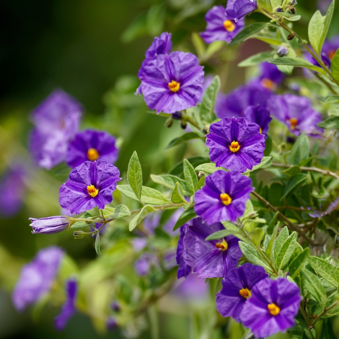 Solanum Rantonnetii 'Nightshade' - 3 pieces - FloraStore