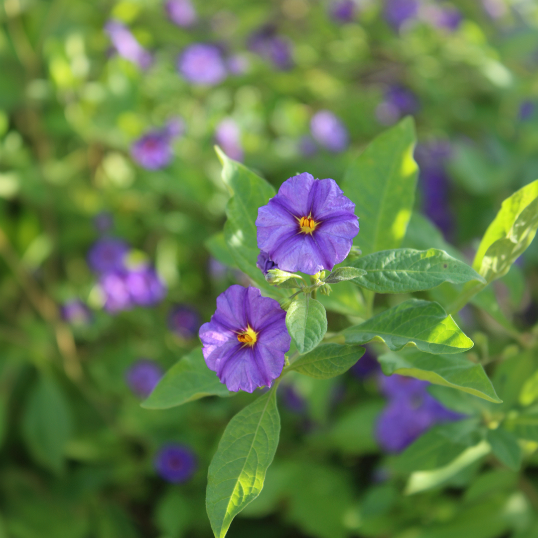 Solanum Rantonnetii 'Nightshade' - 3 pieces - FloraStore