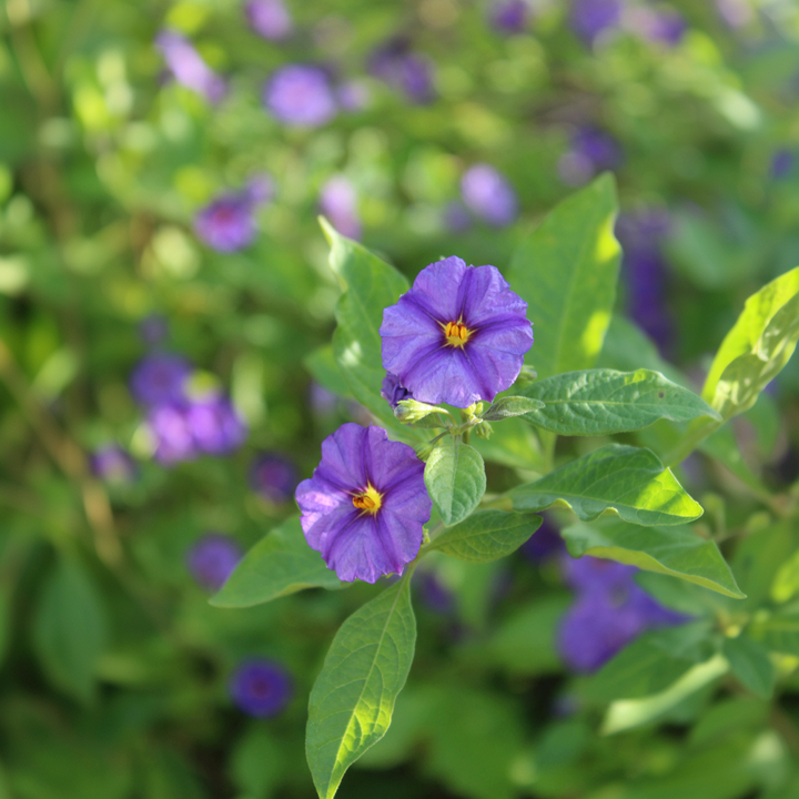 Solanum Rantonnetii 'Nightshade' - 3 pieces - FloraStore