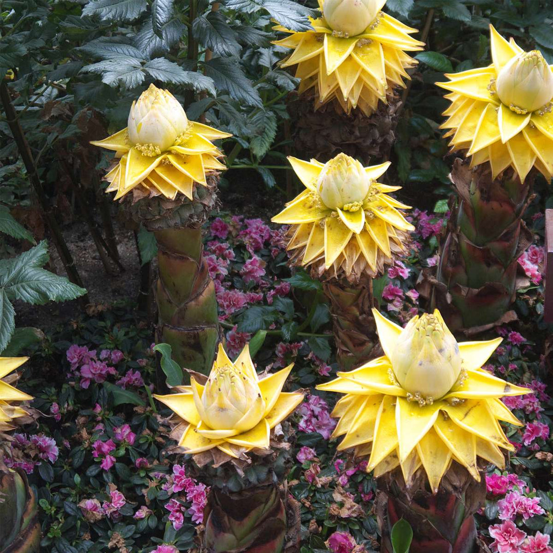 Musella lasiocarpa - set od 2 komada