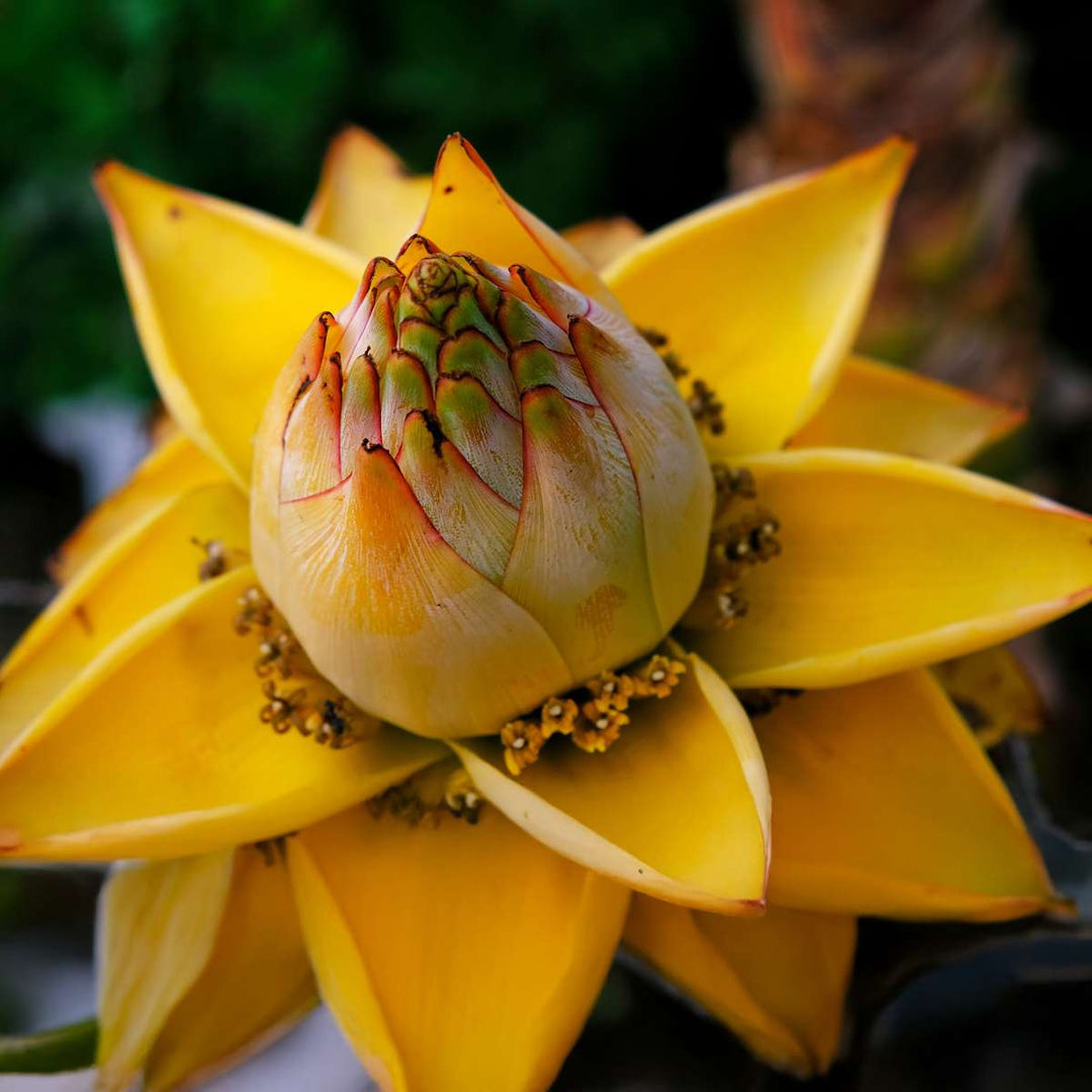 Musella lasiocarpa - set od 2 komada