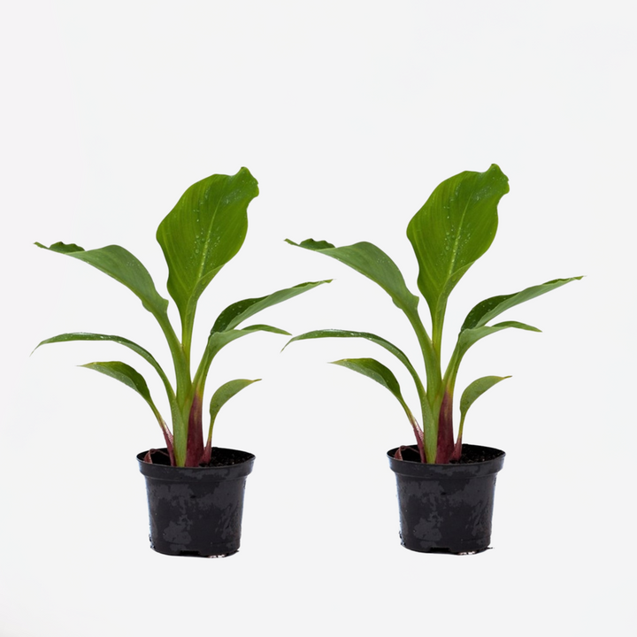 Musella lasiocarpa - set od 2 komada