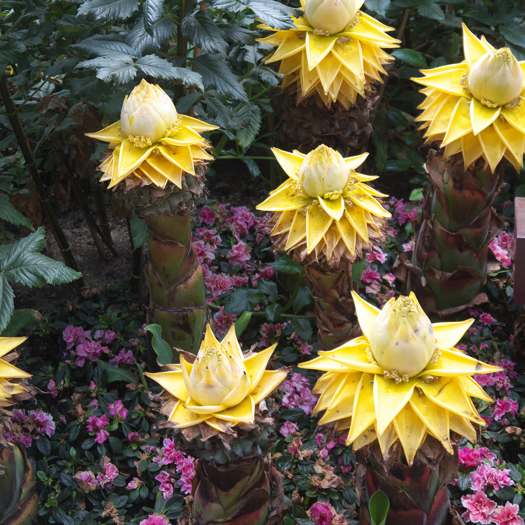 Musella lasiocarpa - Sada 4 ks