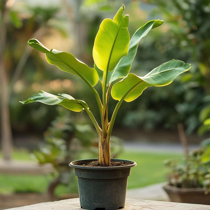 Musella lasiocarpa - Sada 4 ks