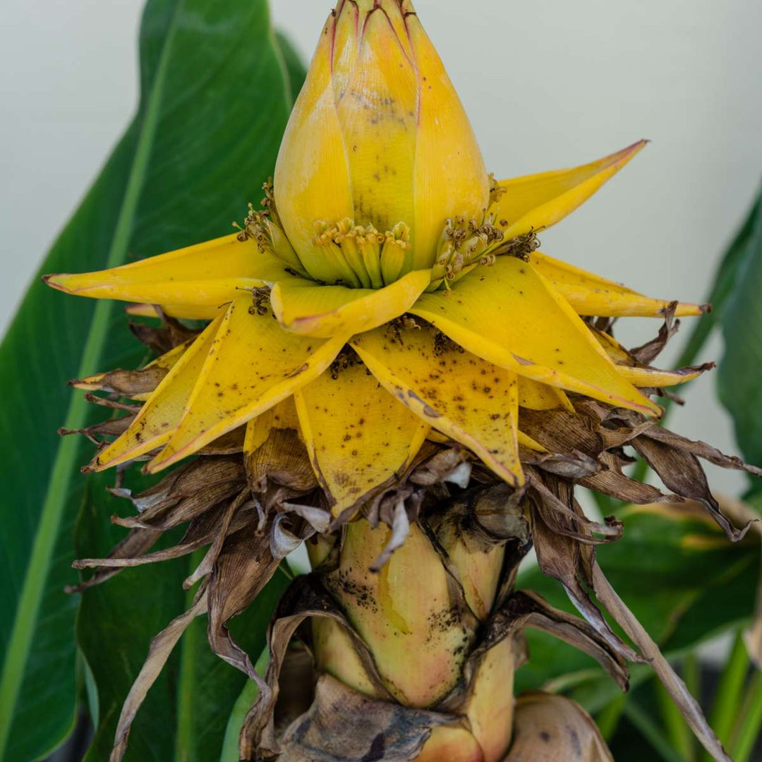 Musella lasiocarpa - Sada 4 ks