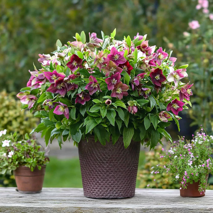 Helleborus Orientalis - Mix van 6 - Tuinplanten