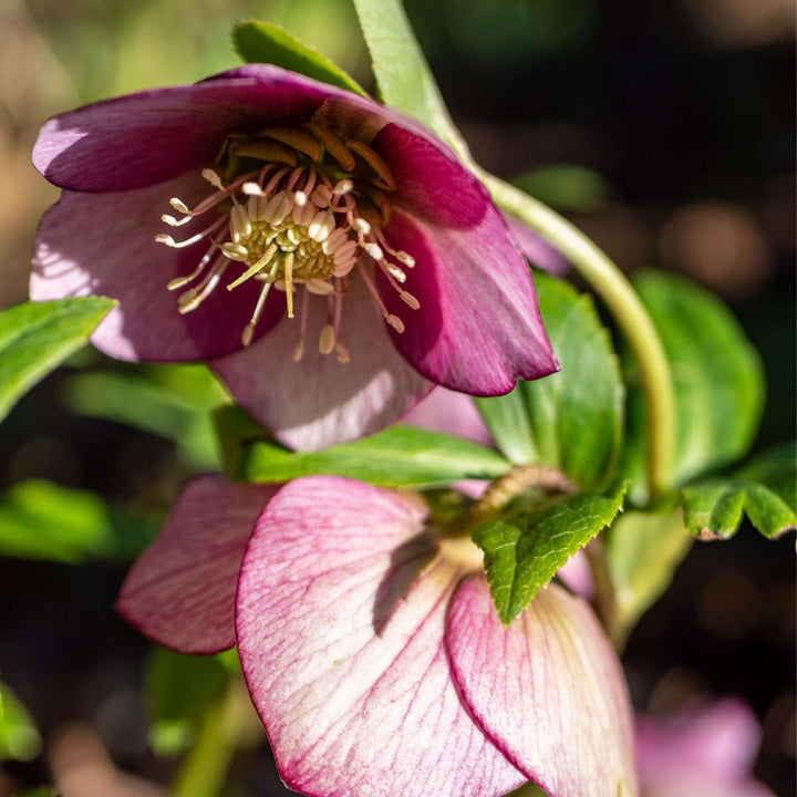 Helleborus Orientalis - Mix van 6 - Tuinplanten