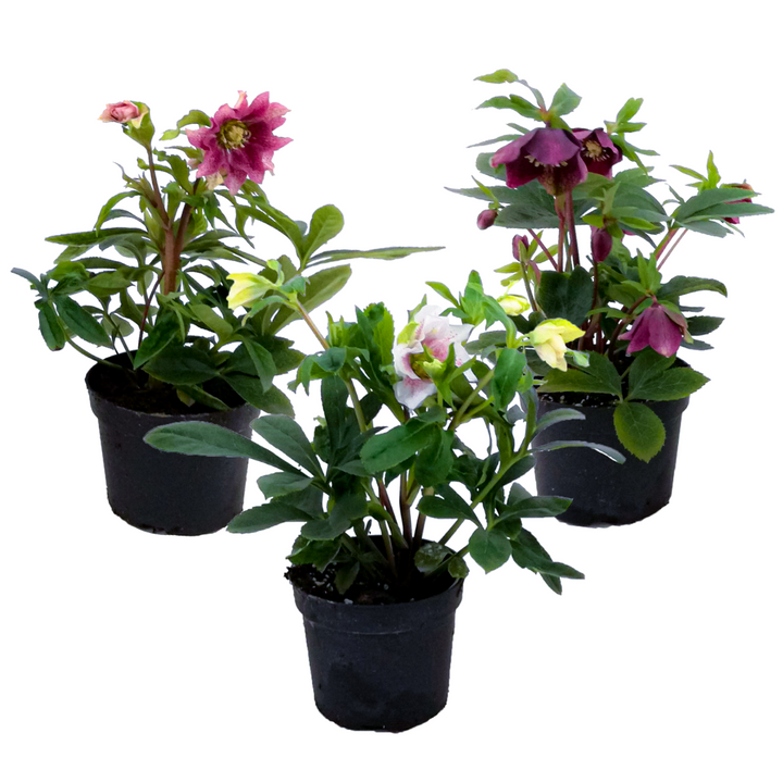 Helleborus Orientalis - Mix van 3 - Tuinplanten