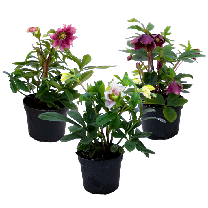 Helleborus Orientalis - Mix van 3