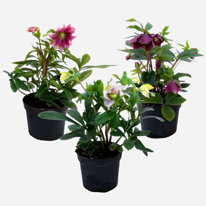 Helleborus Orientalis - Mix van 3