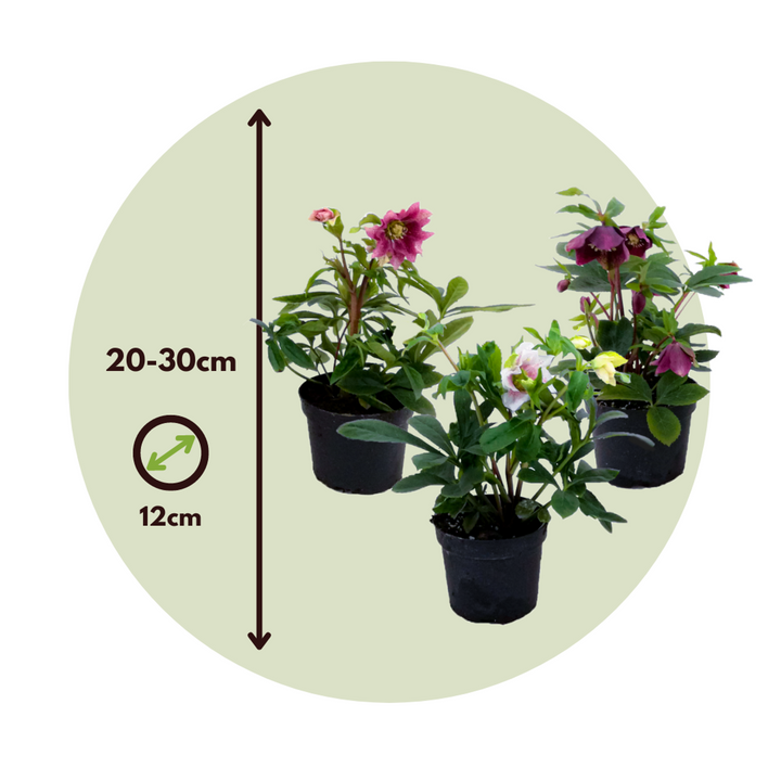 Helleborus Orientalis - Mix van 3 - Tuinplanten