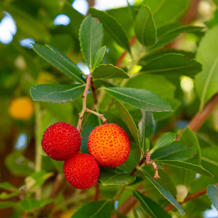 Arbutus Unedo - Set van 3 - Aardbeienboom