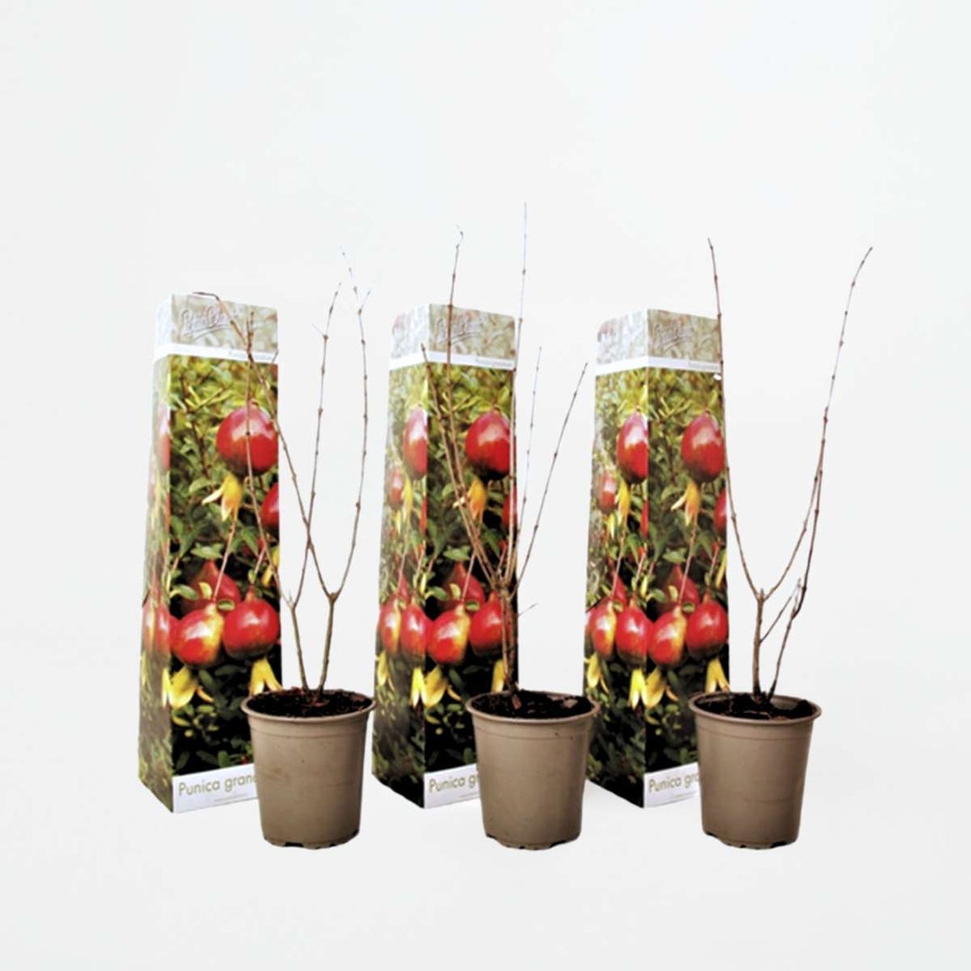 Punica Granatum - Set van 3 - Granaatappel