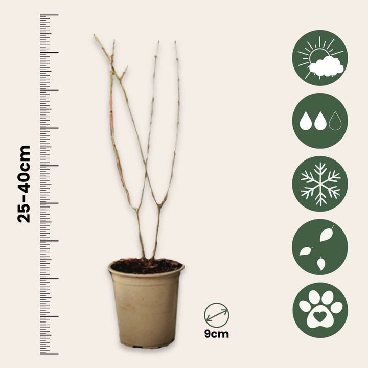 Punica Granatum - Set od 3 komada - Nar