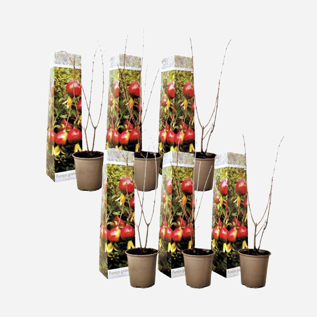 Punica Granatum - Set of 6 - Pomegranate - FloraStore
