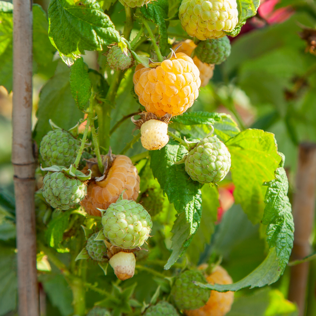 Raspberry Plants - Set of 6 - Yellow Raspberry Plants β FloraStore