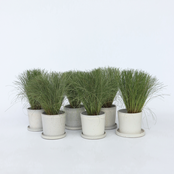 Carex 'Amazon Mist' - Set van 6 - Siergras