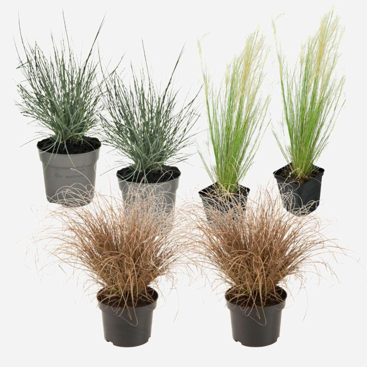 Siergrassenpakket - Set van 6