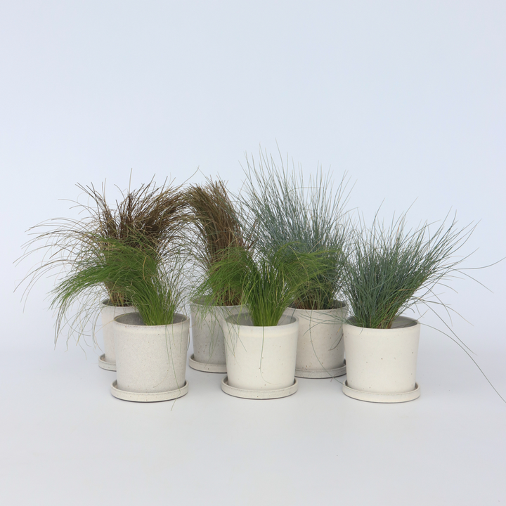 Siergrassenpakket - Set van 6