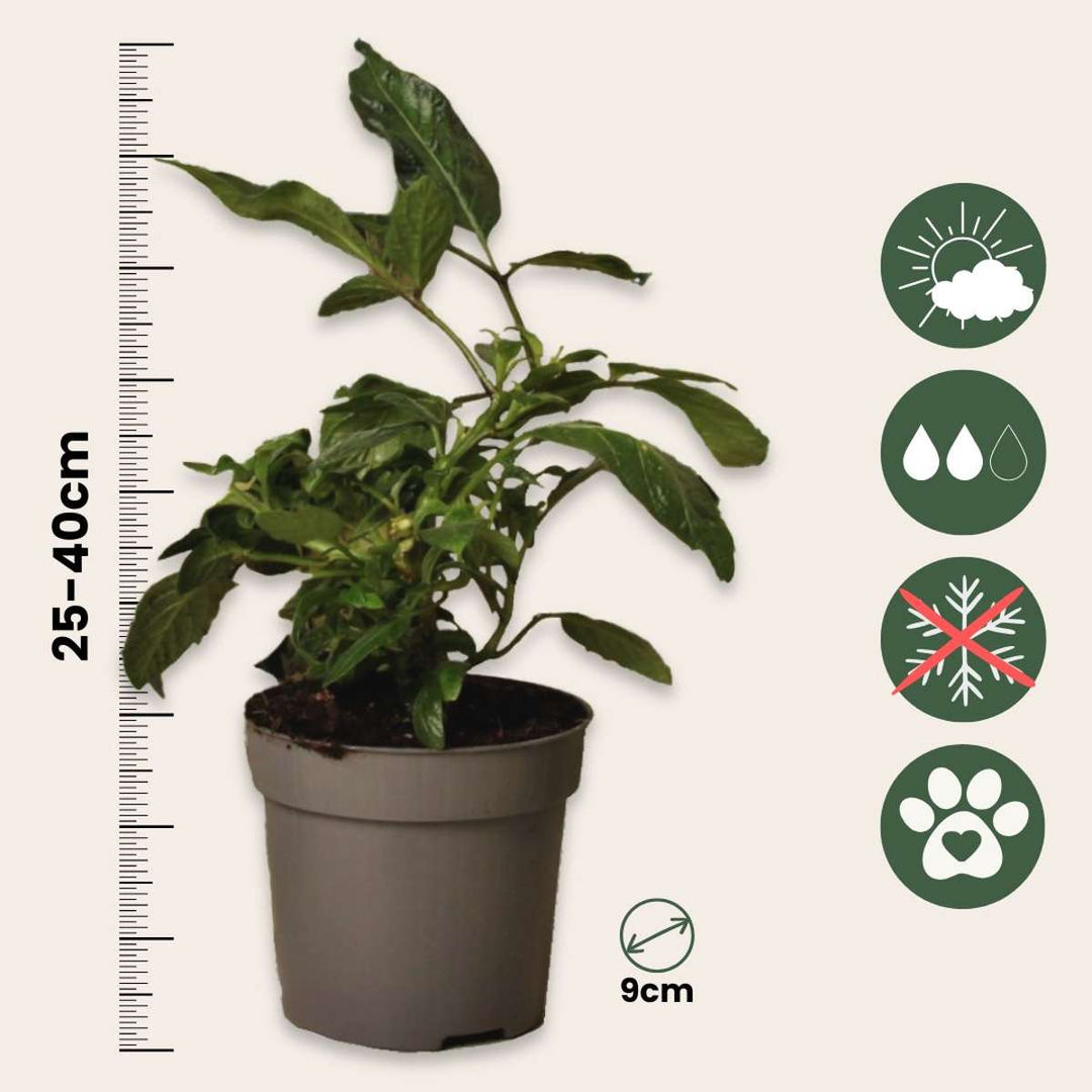 Solanum 'Pepino gold' - Set od 3 komada - Dinja kruška