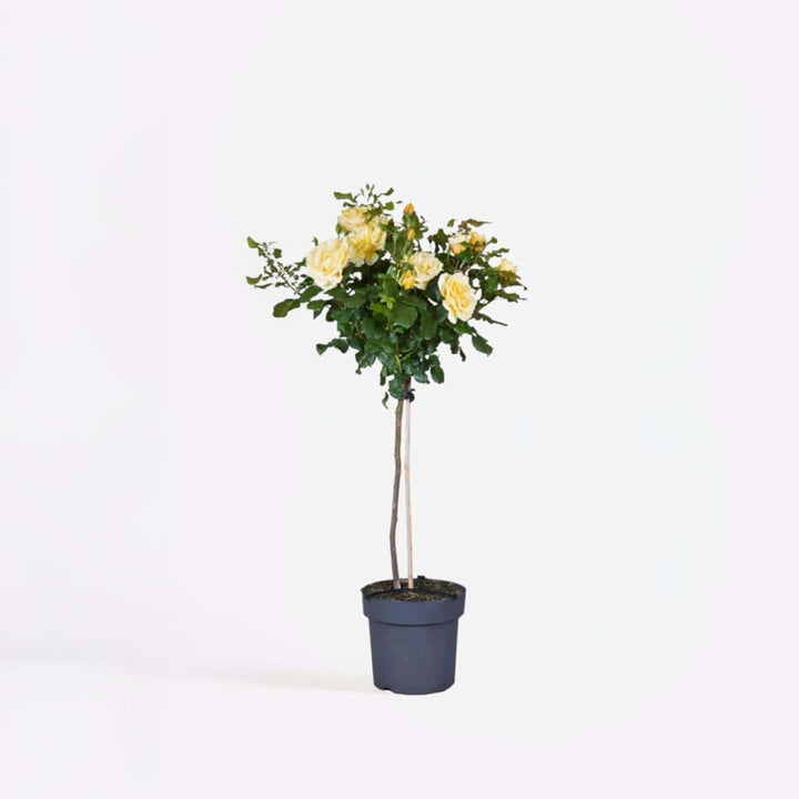 Rosa Palace 'Mysore' - Žuta standardna ruža