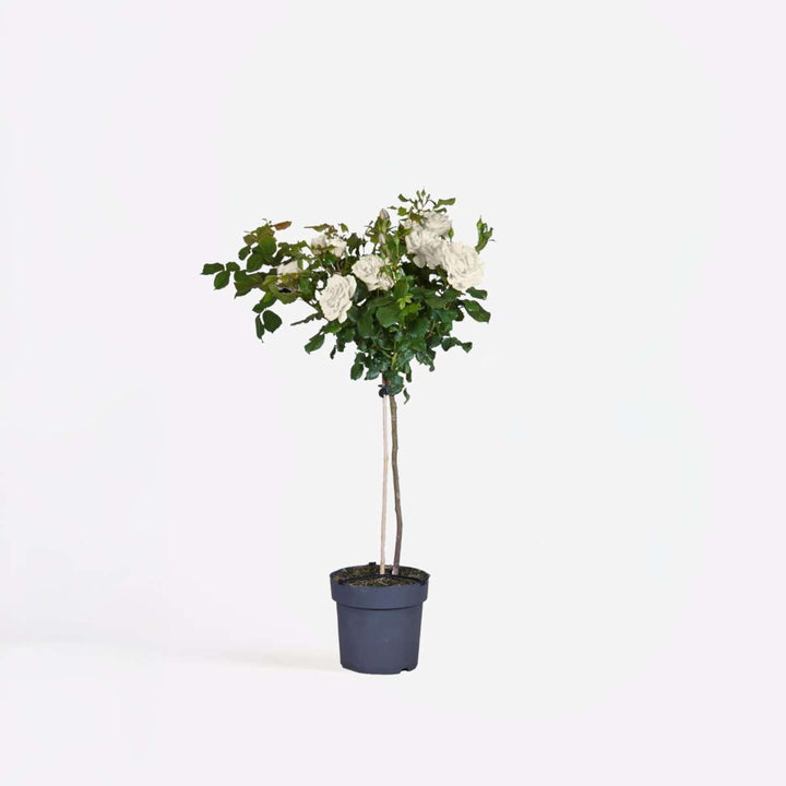 Rosa Palace 'Kailani' - bijela standardna ruža