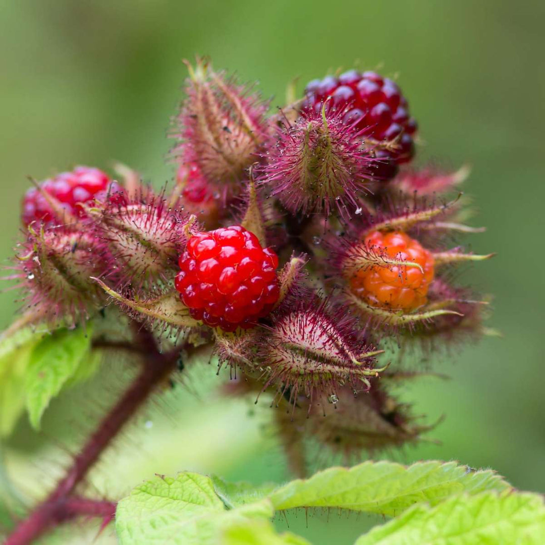 Rubus phoenicolasius - Set van 2