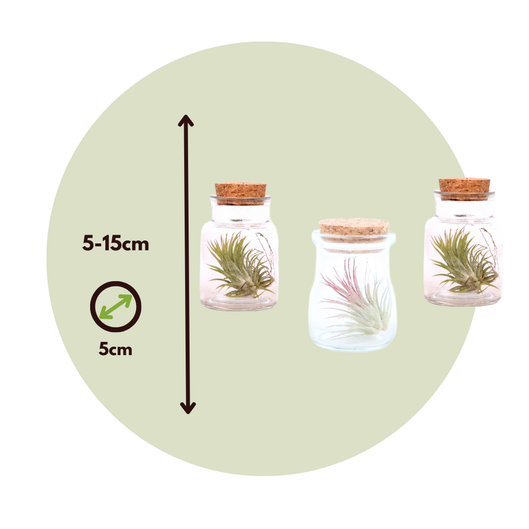 Tillandsia - Mix van 3 - Luchtplantjes in glazen flesje