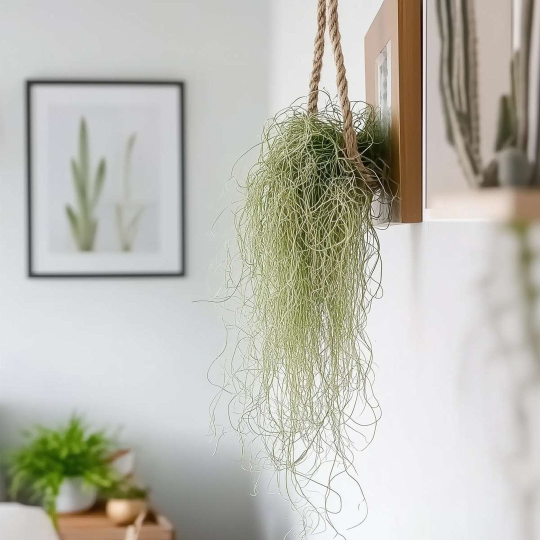 Tillandsia Usneoides 'Spaans Mos' - Set van 3