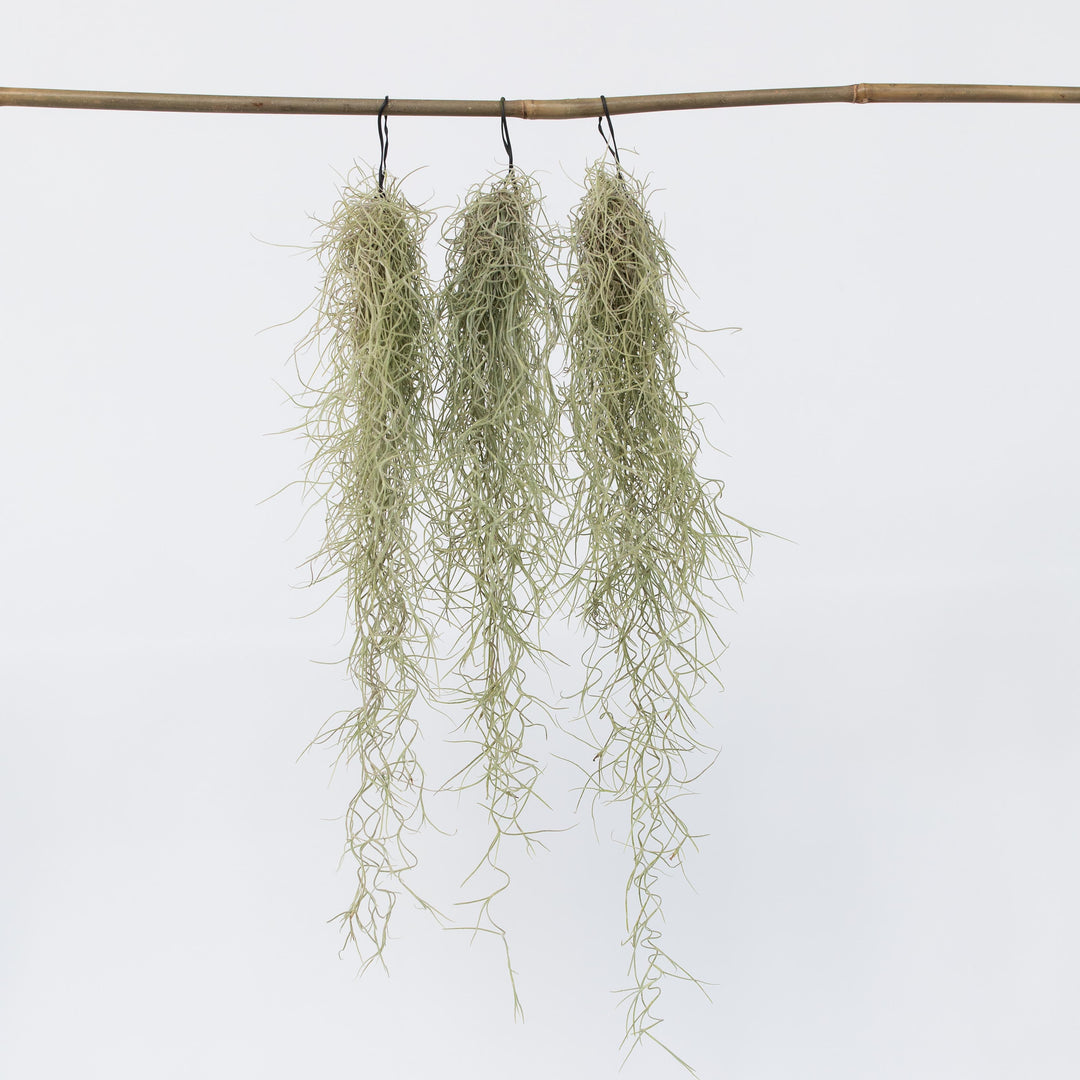 Tillandsia Usneoides 'Spaans Mos' - Set van 3