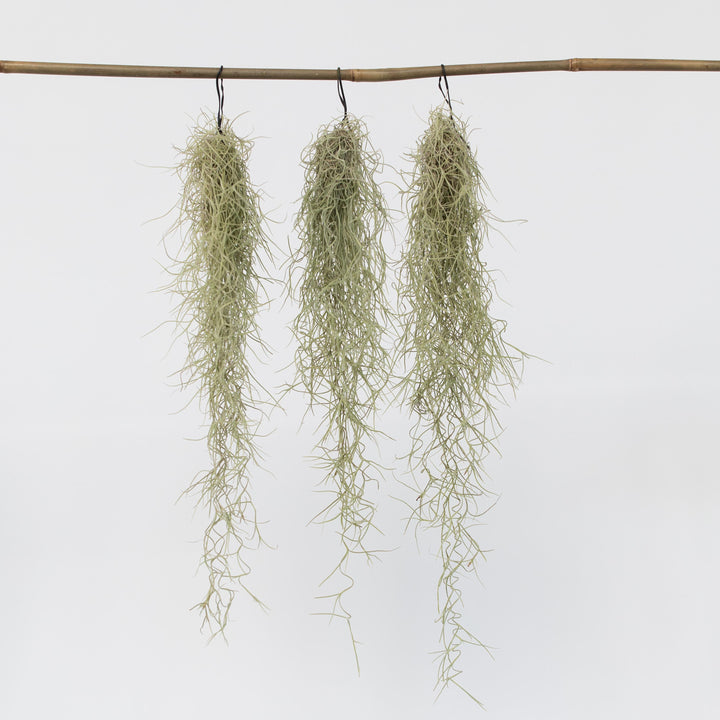 Tillandsia Usneoides 'Spaans Mos' - Set van 3