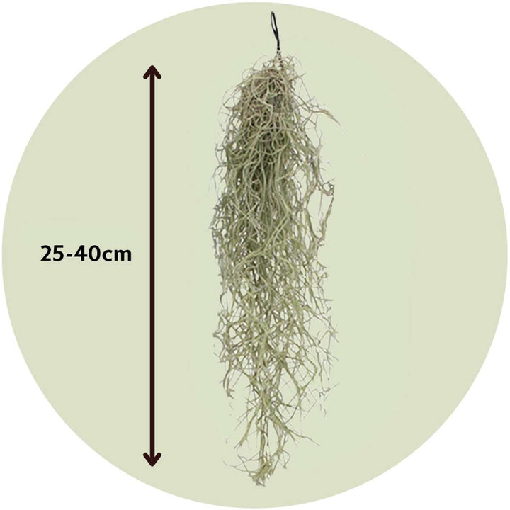 Tillandsia Usneoides 'Spaans Mos' - Set van 3