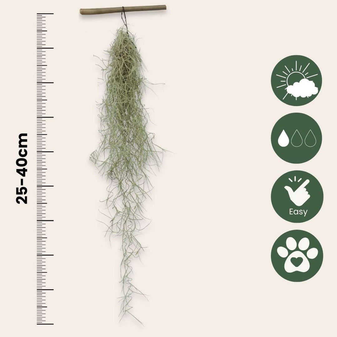 Tillandsia Usneoides 'Spaans Mos' - Set van 3