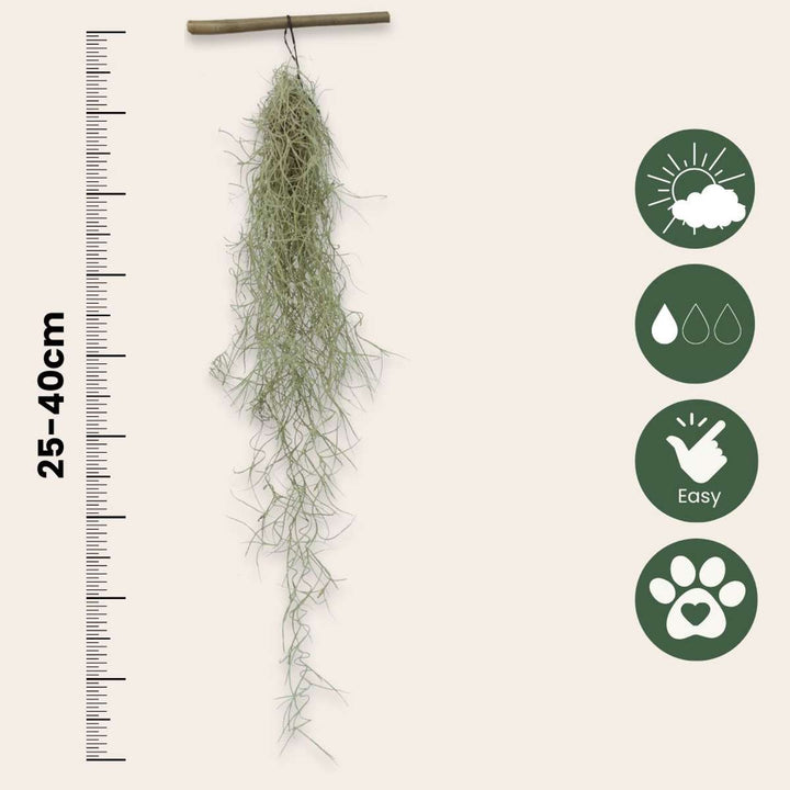 Tillandsia Usneoides 'Spaans Mos' - Set van 3