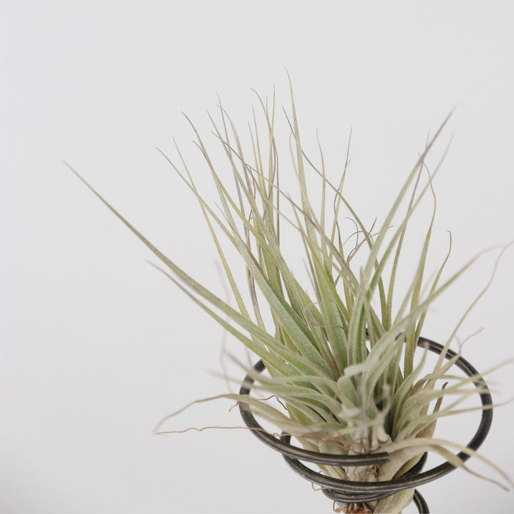 Tillandsia op spiraal - 3 luchtplantjes op spiraal