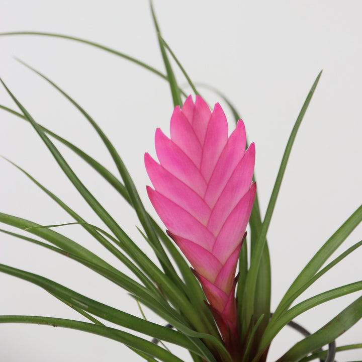 Tillandsia op spiraal - 3 luchtplantjes op spiraal