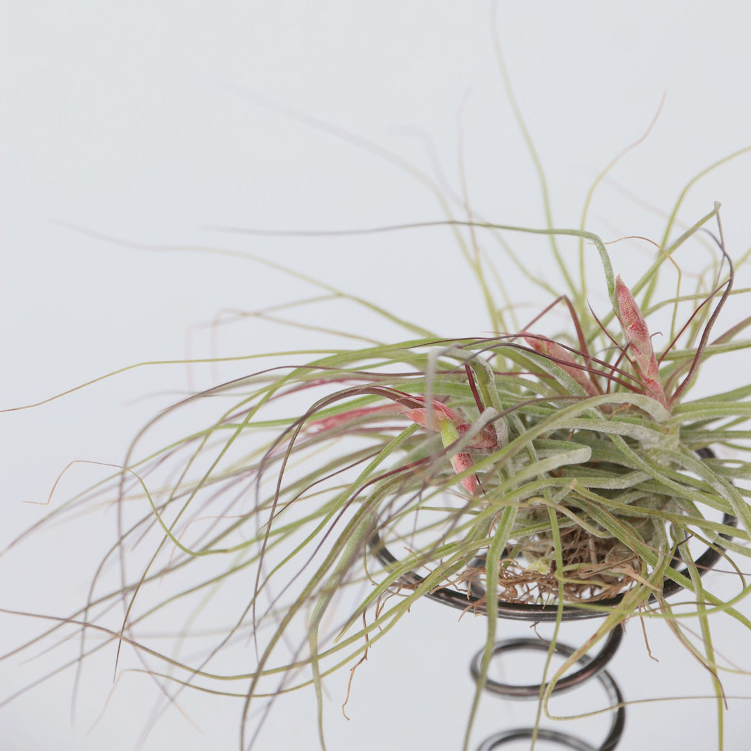 Tillandsia op spiraal - 3 luchtplantjes op spiraal