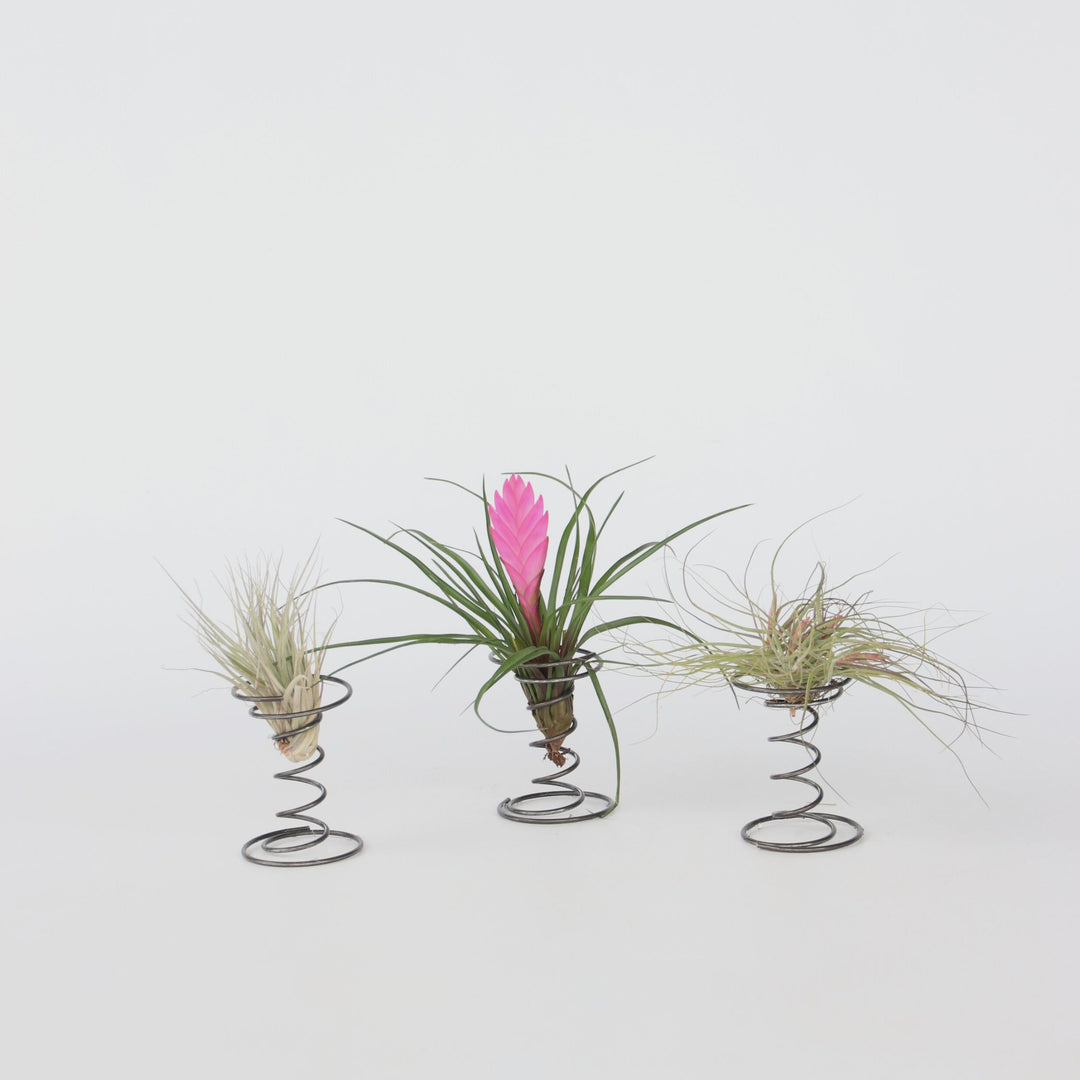 Tillandsia op spiraal - 3 luchtplantjes op spiraal