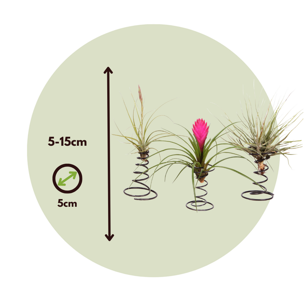 Tillandsia op spiraal - 3 luchtplantjes op spiraal